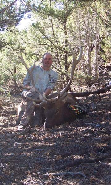 Colo archery elk