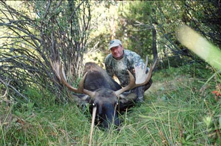 Colo Archery Moose