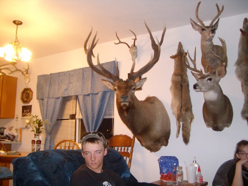 Colorado archery bull