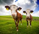 cows
