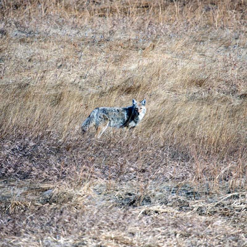 Coyote
Three Sisters Park, CO