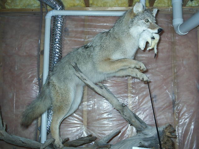 Coyote with weasle