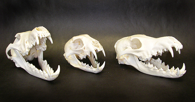 coyotelynx