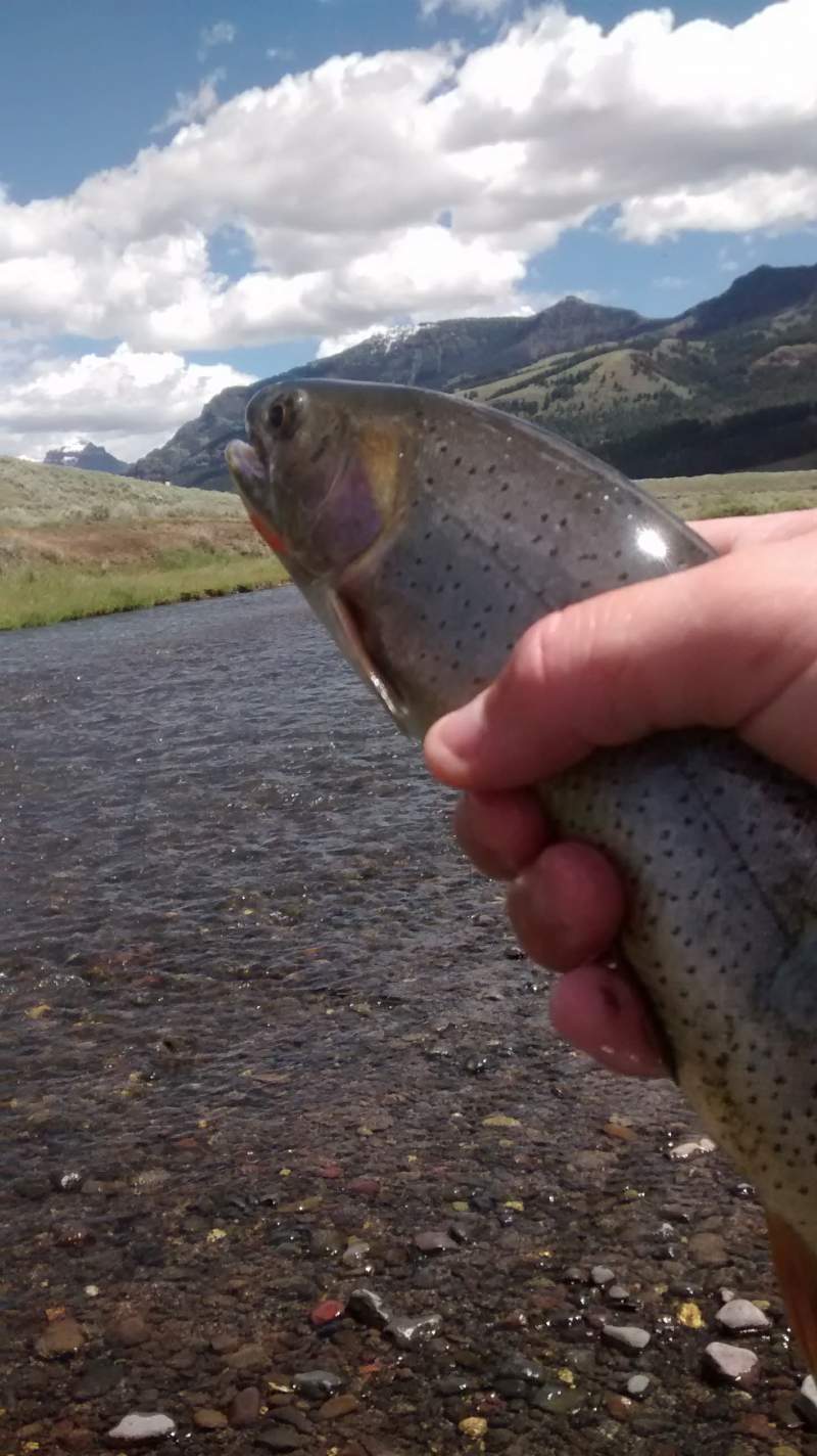 cutthroat with scenery