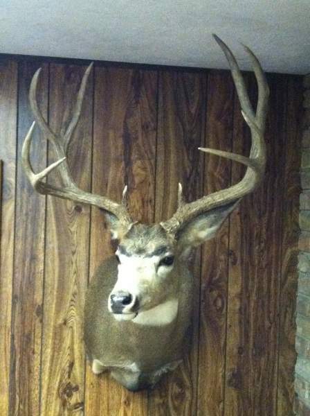 dad's 2010 UT mule deer