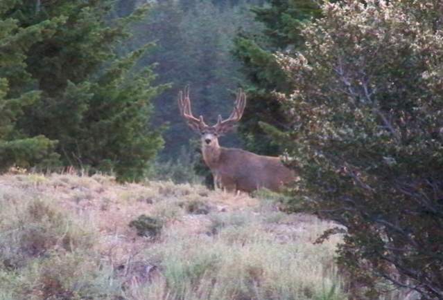 Deer 2012 Scouting Trip