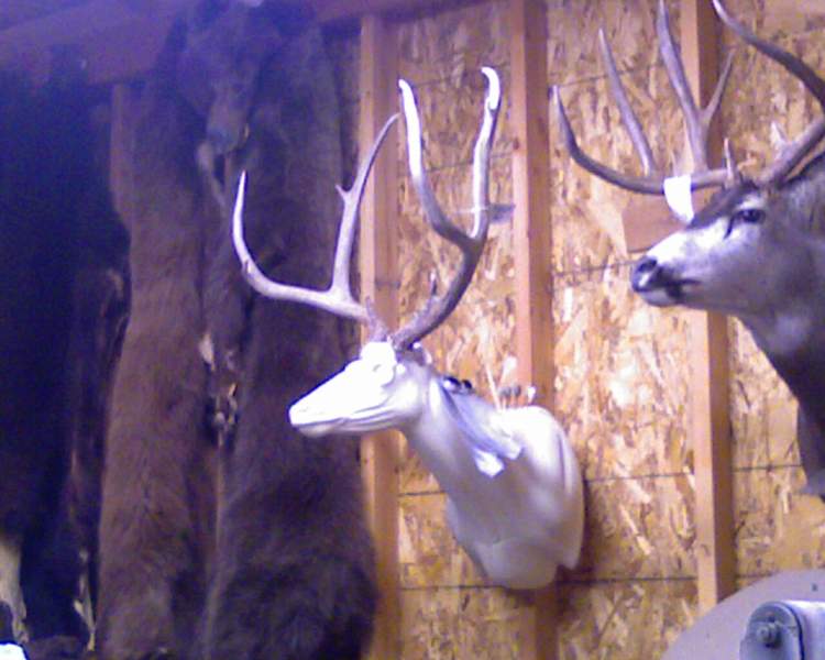deer trentb