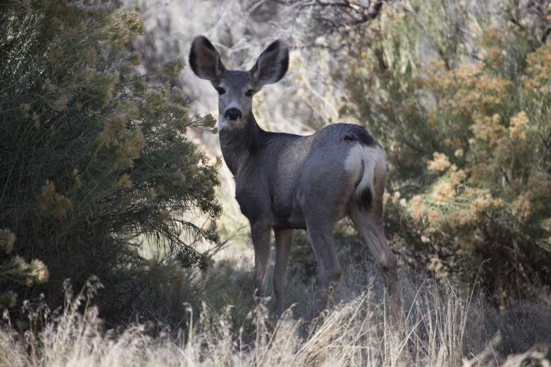 Doe Mule Deer
Dinosaur, National Monument