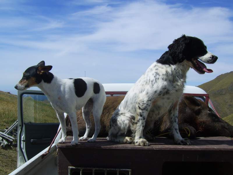 Dogs back on the truck after bring home the bacon