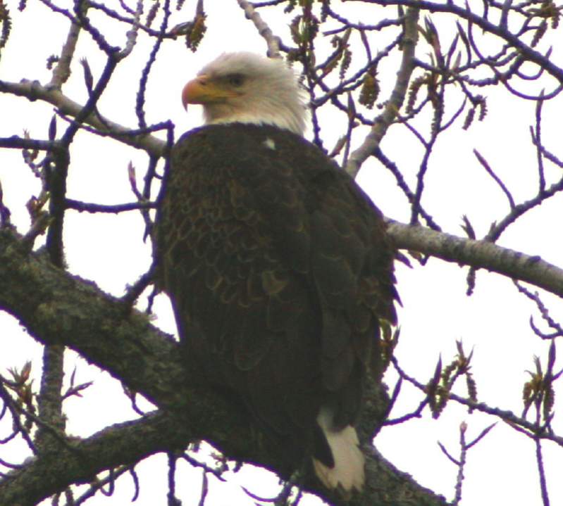 Eagle in Tree