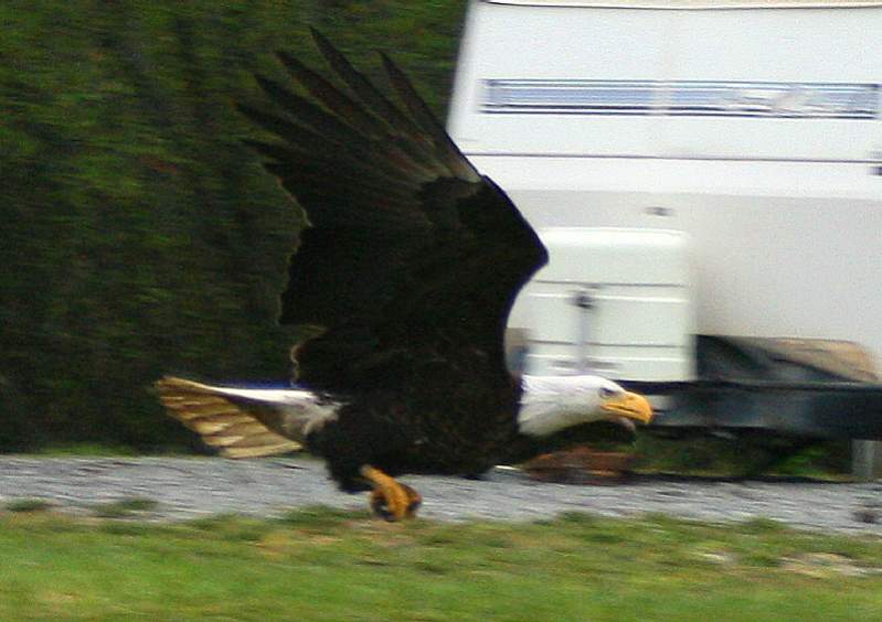 Eagle swooping
