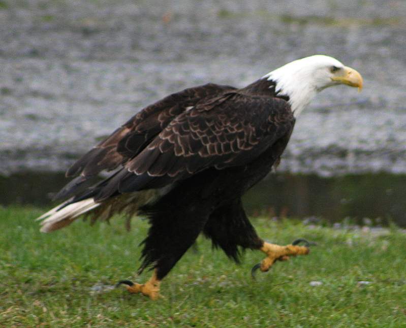 Eagle walking