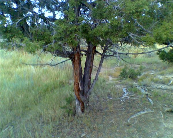 elk 09 tore up tree