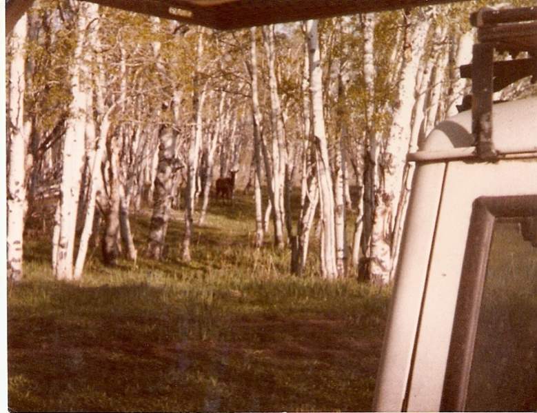 Elk out the window of the camper 1981