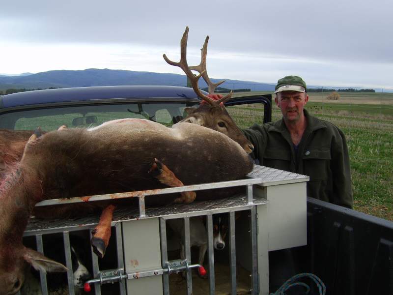 Fallow deer meat hunt ( Private land ) August 2010