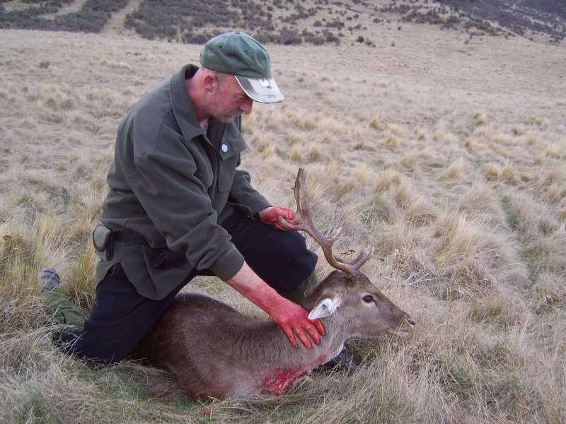 Fallow stag meat hunt