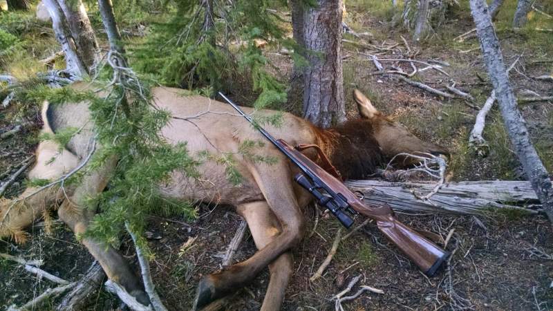 first elk