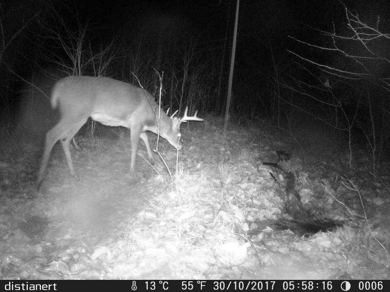 First spotted on a trail cam 10/30/17 about  1 mile from were Kevin found him on 11/10/17.