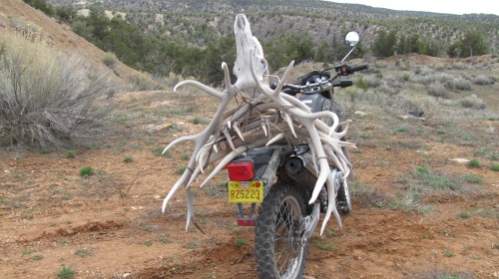 found this dead bull and all of these antlers in one outing by myself