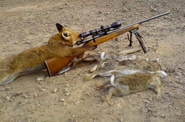 fox hunting