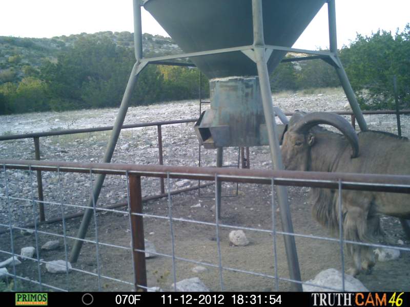 Game Camera