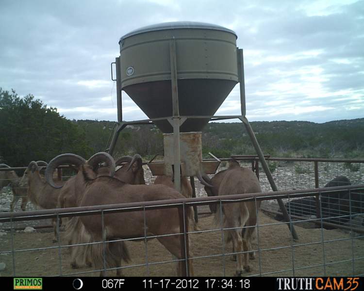 Game Camera