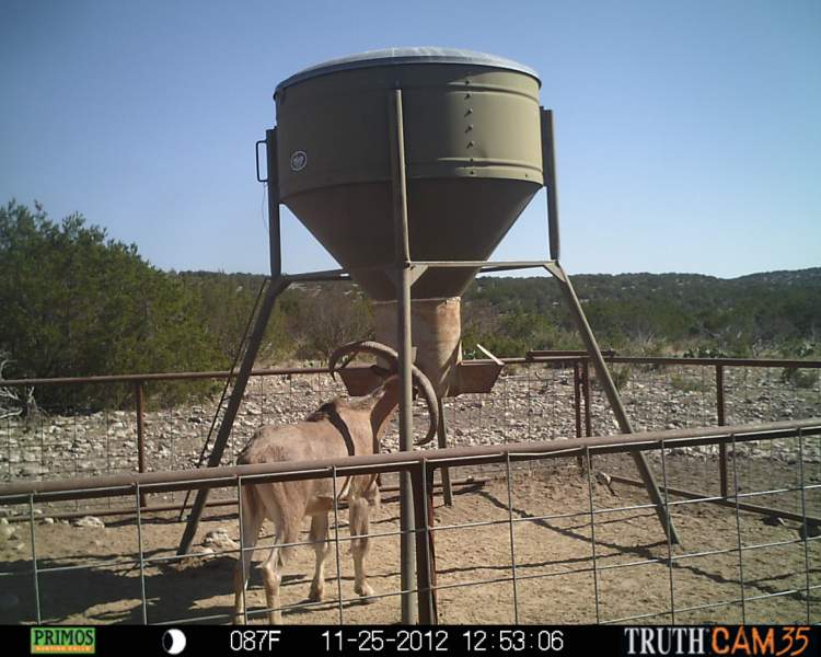 Game Camera