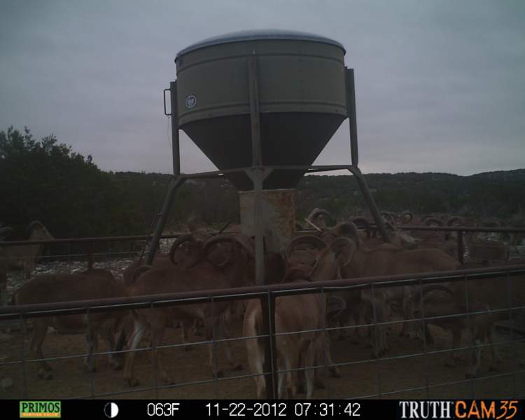 Game Camera