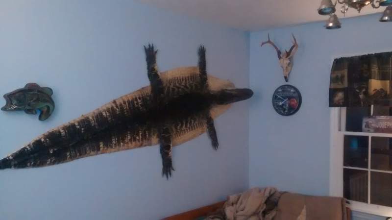 gator rug