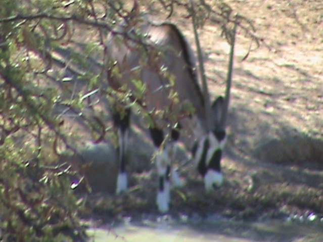gemsbok