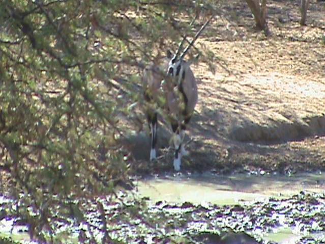 gemsbok3