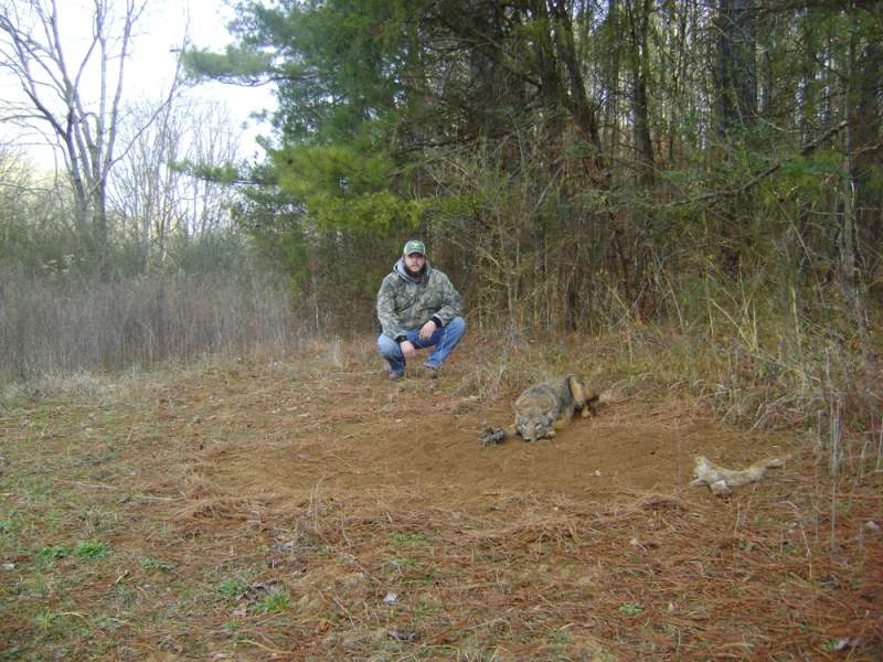 georgia coyote trapping