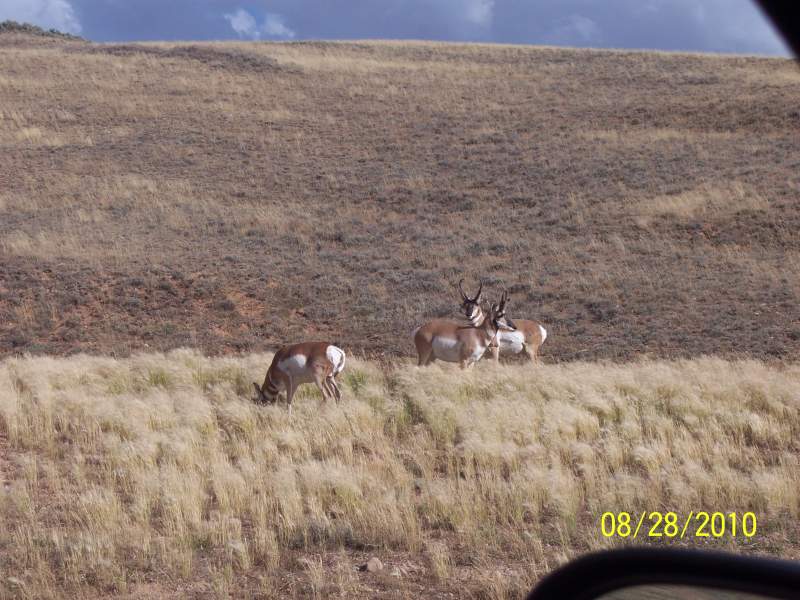 Group of small Bucks