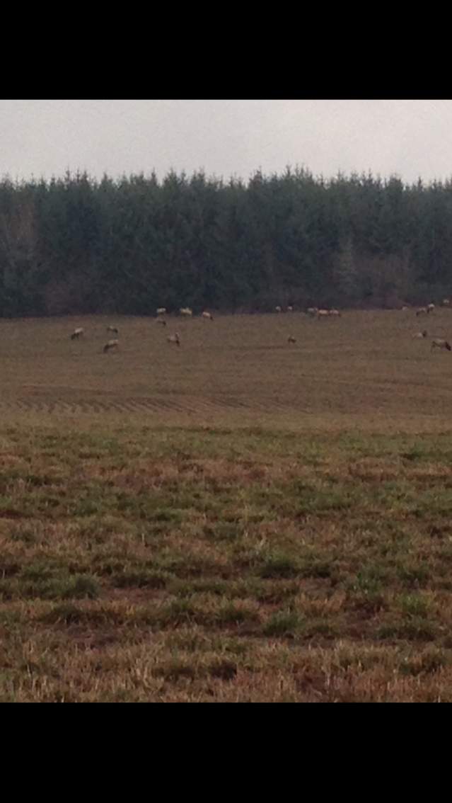 Herd of elk , mile and a half from banks in farmers field