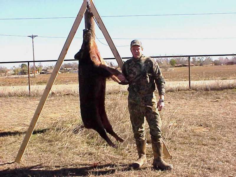 Hog From lease in Texas