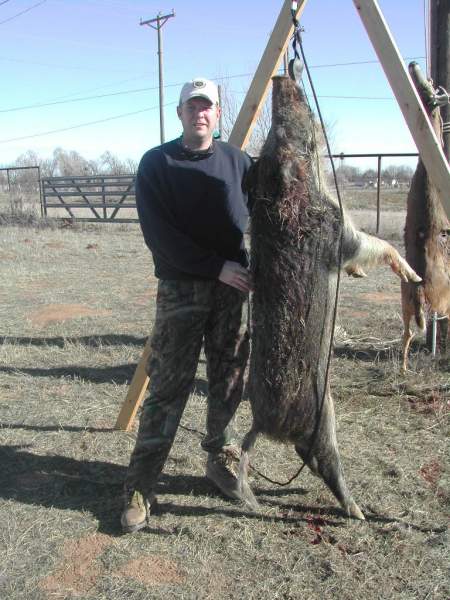 Hog from Lease in Texas