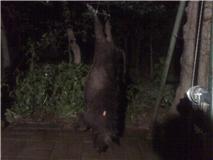 hog hunt my sow