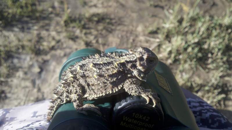 horny toad