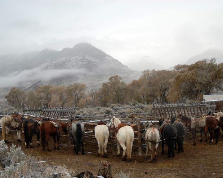 Horses ready to go