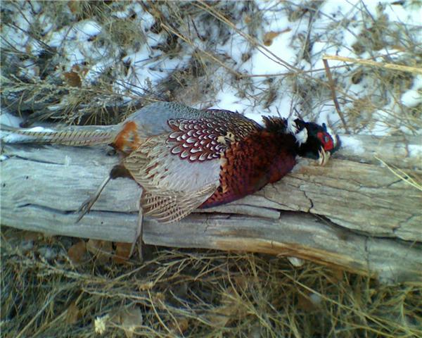 hunting christmas 09 first ever pheasant