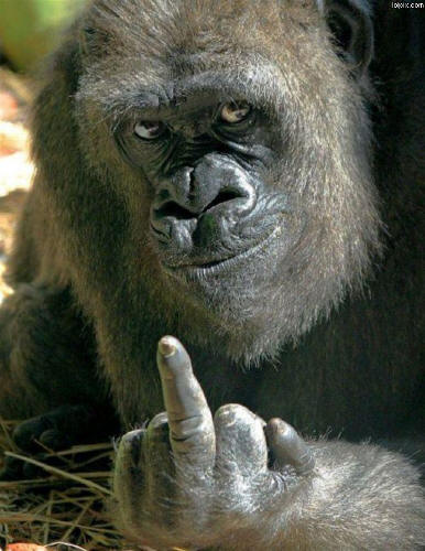 i like this gorilla