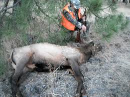 ID Elk 2013.jpg