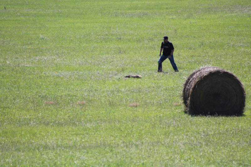 image chasing Mr Badger in Nebraska hay field