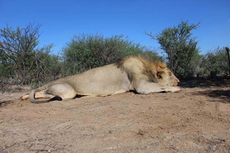 IMG 3744
A lion I got a couple of weeks ago. He was around 600lbs and nearly 3m long.