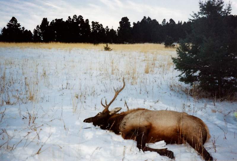 It was the first week in November, 1993 when I heard this bull bugling down below me in a dark timbered canyon.  Not being prepared for bugling elk, t