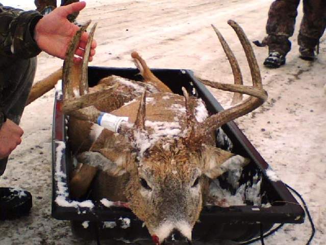 Jason Deer.jpg