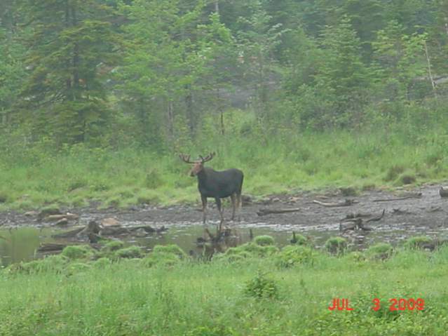 July Maine