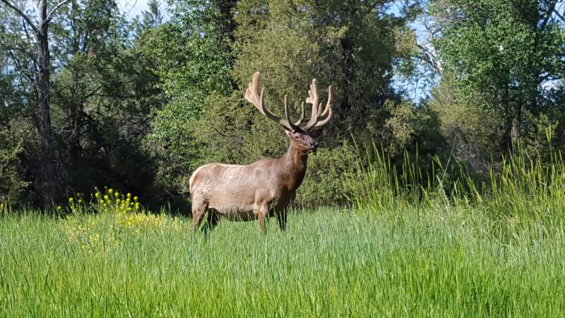 June 14 2017

Big Bull @ Bison Range in velvet