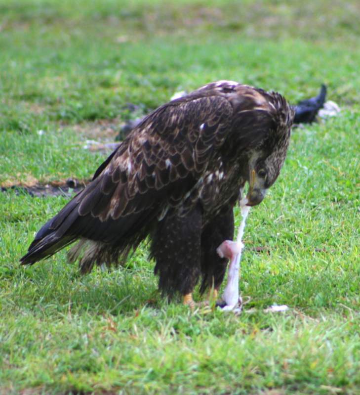 Juvenile eating