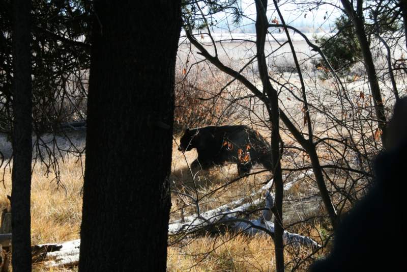 Lake Tahoe,CA Black Bear